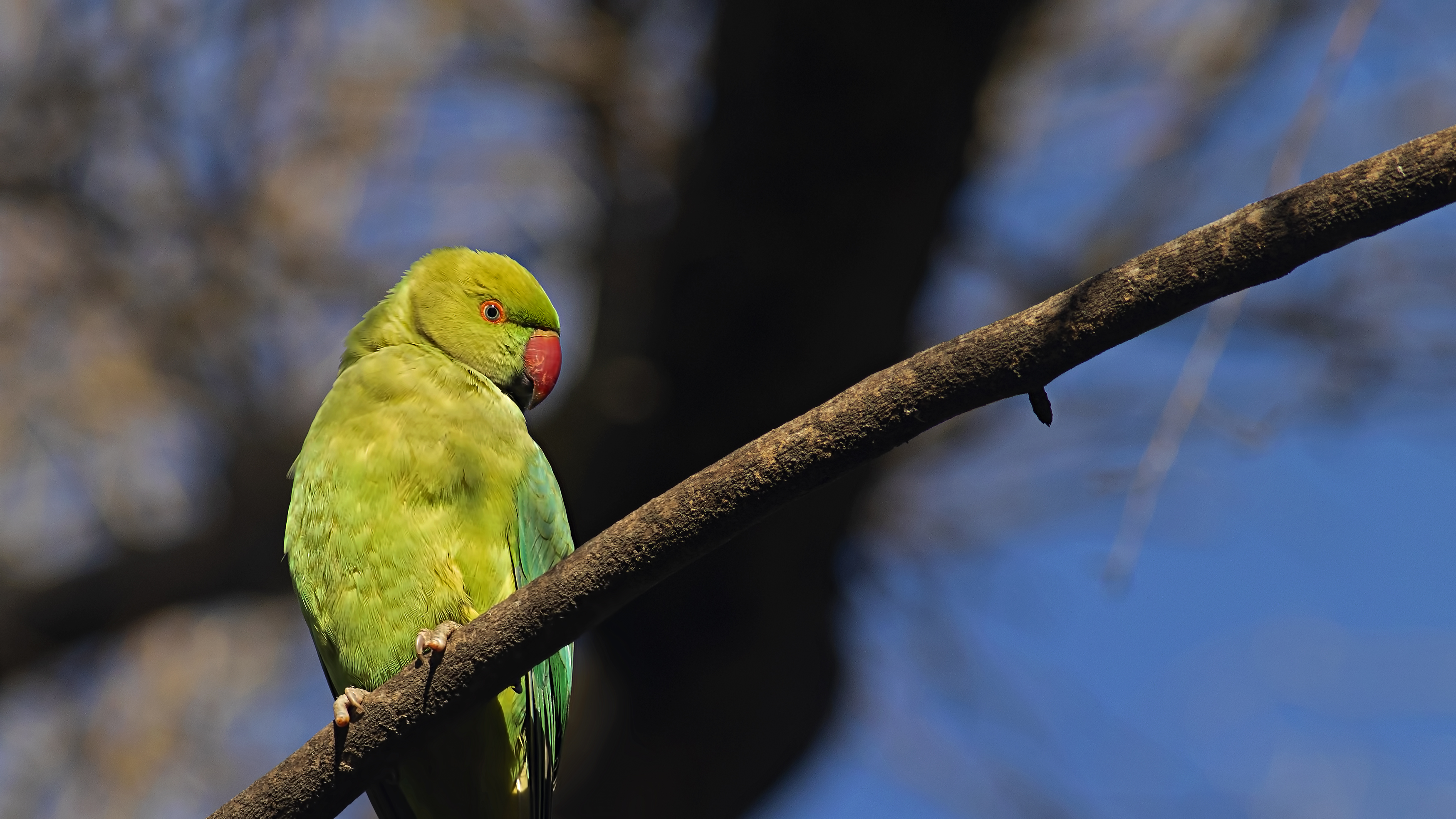 Rose-ringed Parakeet